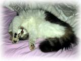 A flexible cat