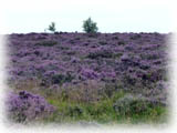 North York Moorsのheather