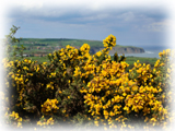 ハリエニシダ(gorse)の咲く風景